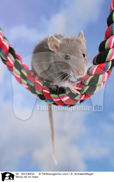 Farbratte auf Seil / fancy rat on rope / SS-54832
