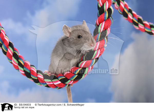 fancy rat on rope / SS-54833