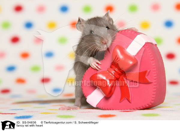 fancy rat with heart / SS-54836