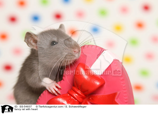 Farbratte mit Herz / fancy rat with heart / SS-54837