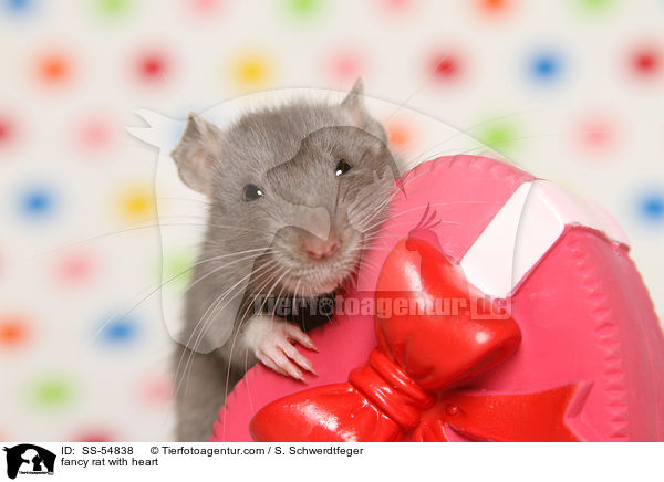fancy rat with heart / SS-54838