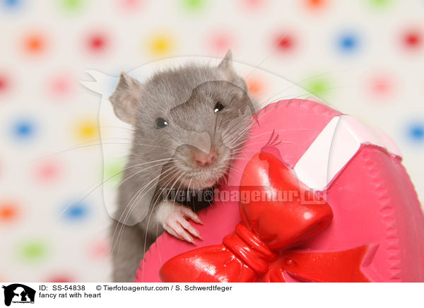 Farbratte mit Herz / fancy rat with heart / SS-54838