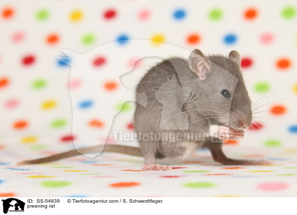 Ratte putzt sich / preening rat / SS-54839