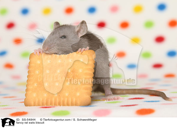 fancy rat eats biscuit / SS-54844