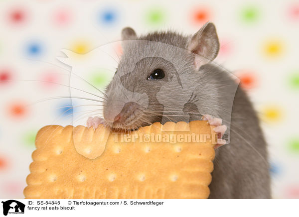 fancy rat eats biscuit / SS-54845
