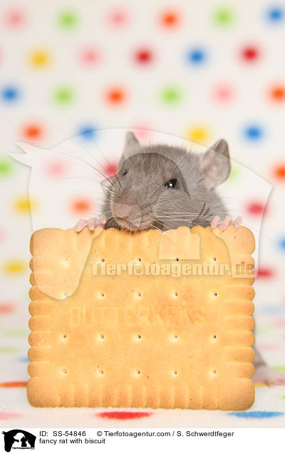 fancy rat with biscuit / SS-54846
