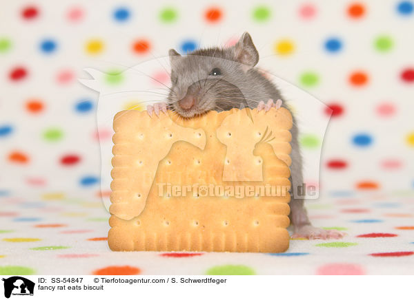 Farbratte frisst Keks / fancy rat eats biscuit / SS-54847