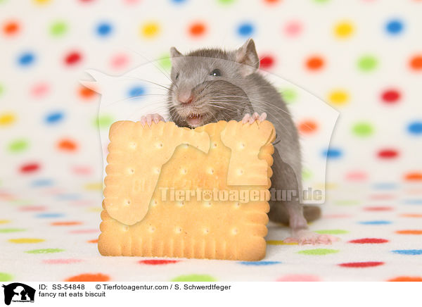 fancy rat eats biscuit / SS-54848