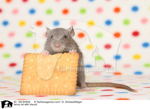 fancy rat with biscuit / SS-54849