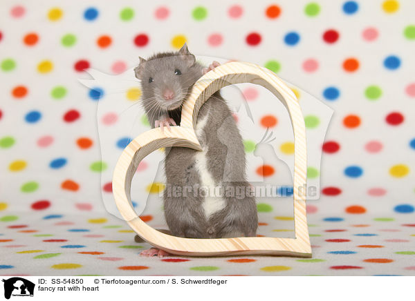 fancy rat with heart / SS-54850