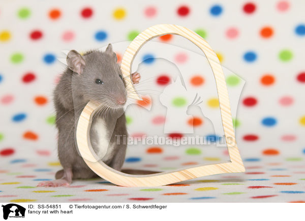 fancy rat with heart / SS-54851