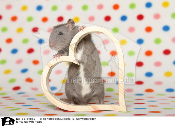 fancy rat with heart / SS-54852