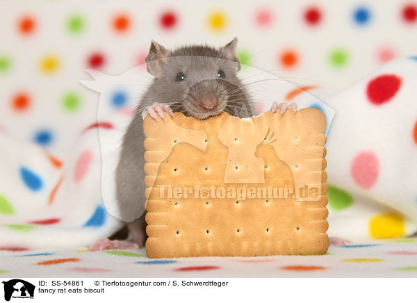 fancy rat eats biscuit / SS-54861