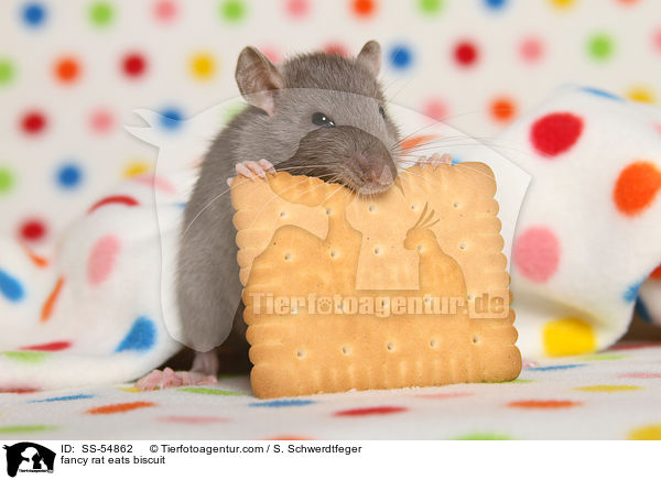 Farbratte frisst Keks / fancy rat eats biscuit / SS-54862