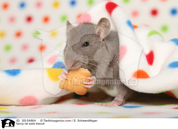 fancy rat eats biscuit / SS-54864