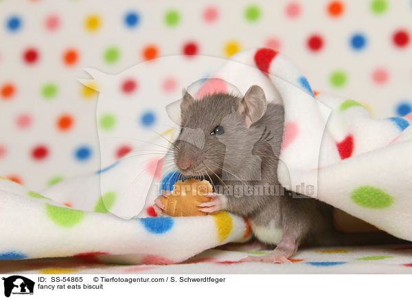 fancy rat eats biscuit / SS-54865