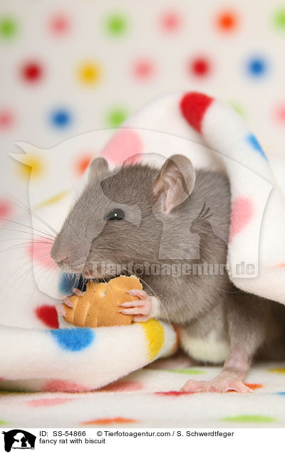 Farbratte mit Keks / fancy rat with biscuit / SS-54866
