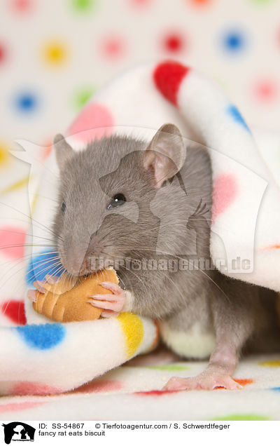 Farbratte frisst Keks / fancy rat eats biscuit / SS-54867