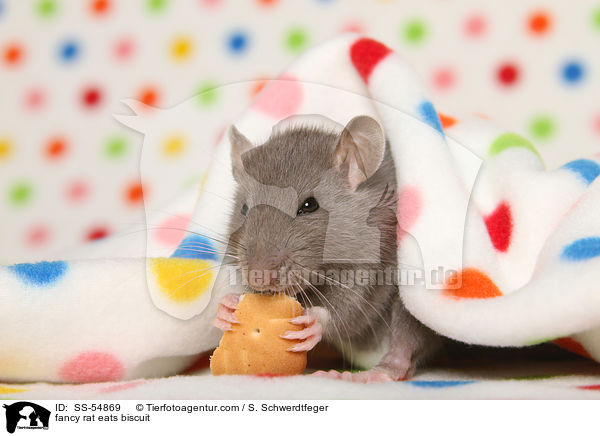 Farbratte frisst Keks / fancy rat eats biscuit / SS-54869