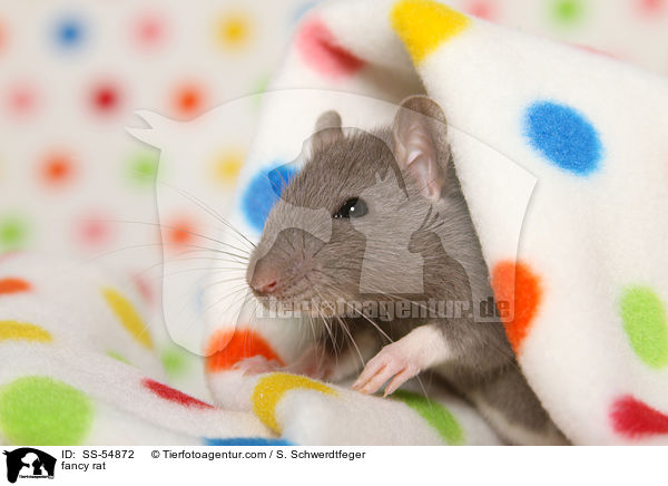 Farbratte / fancy rat / SS-54872