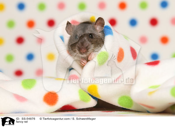 fancy rat / SS-54876