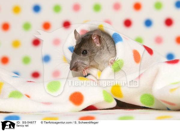 Farbratte / fancy rat / SS-54877