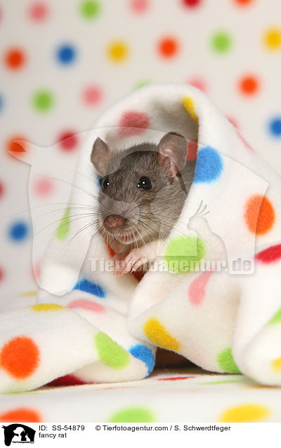 fancy rat / SS-54879