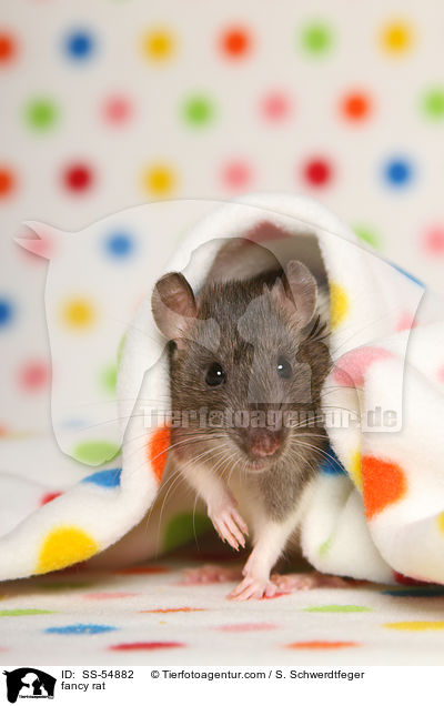Farbratte / fancy rat / SS-54882