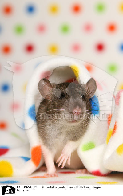 fancy rat / SS-54883