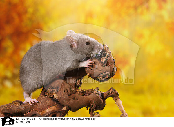 Ratte auf Wurzel / rat on root / SS-54884