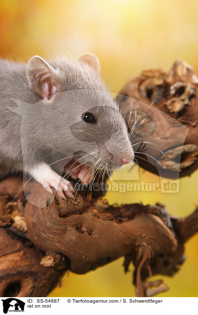 Ratte auf Wurzel / rat on root / SS-54887