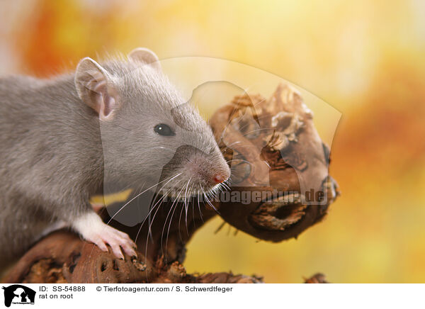 Ratte auf Wurzel / rat on root / SS-54888