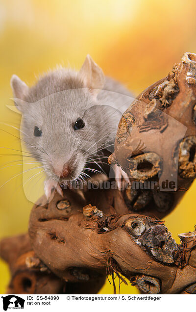 Ratte auf Wurzel / rat on root / SS-54890