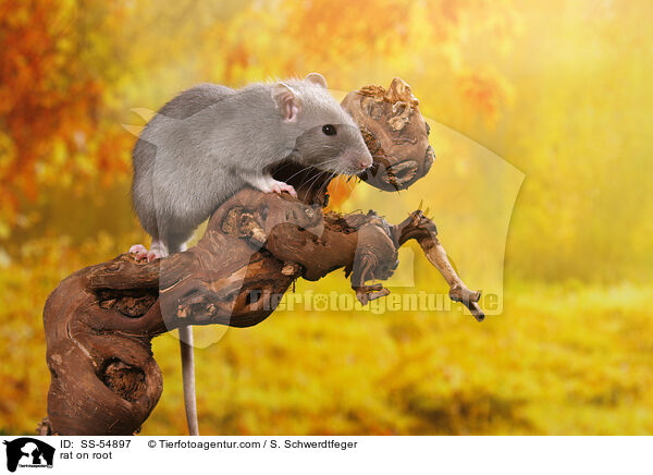Ratte auf Wurzel / rat on root / SS-54897