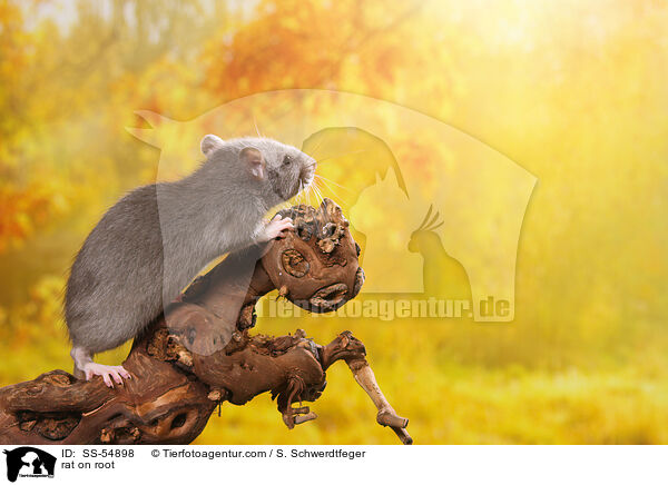 Ratte auf Wurzel / rat on root / SS-54898