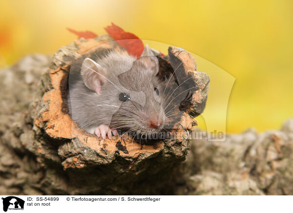 Ratte auf Wurzel / rat on root / SS-54899