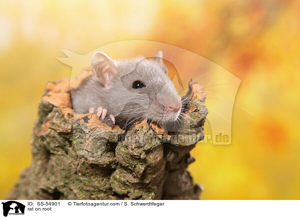 Ratte auf Wurzel / rat on root / SS-54901