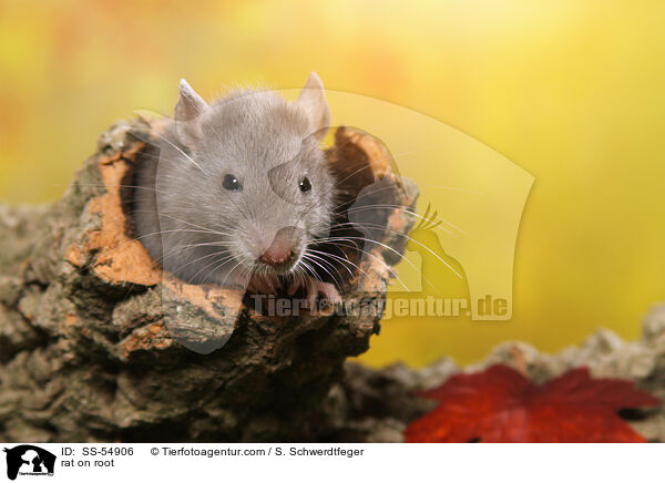 Ratte auf Wurzel / rat on root / SS-54906