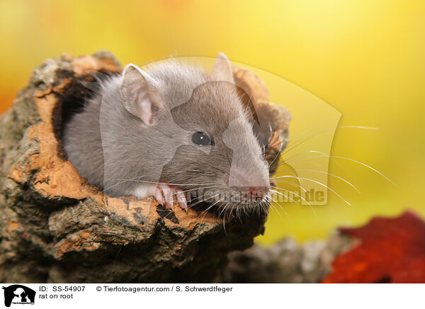 Ratte auf Wurzel / rat on root / SS-54907