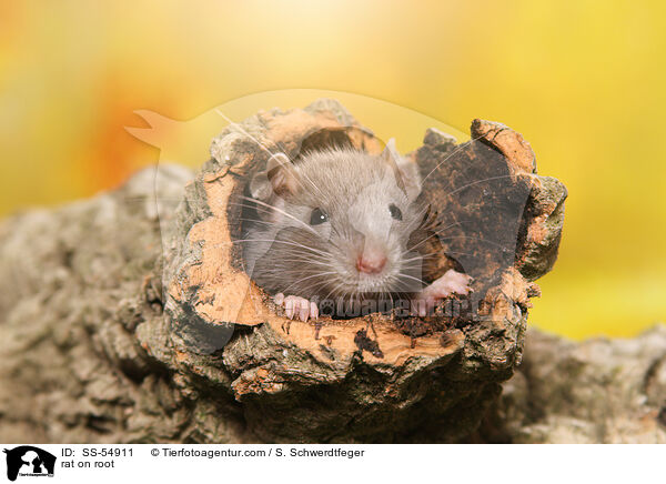 Ratte auf Wurzel / rat on root / SS-54911