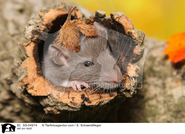 Ratte auf Wurzel / rat on root / SS-54914