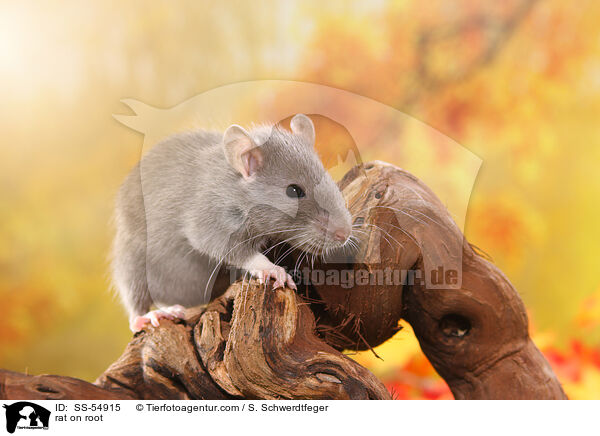 Ratte auf Wurzel / rat on root / SS-54915