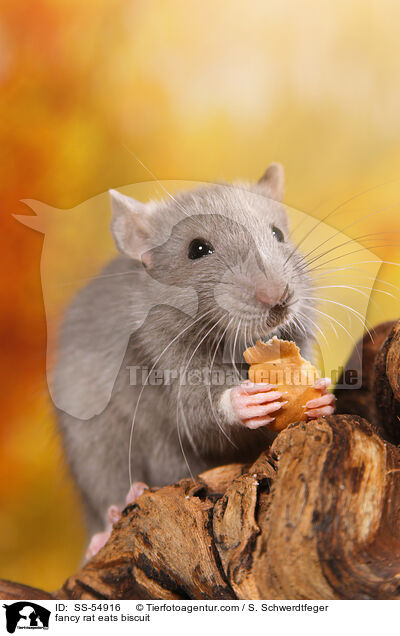 fancy rat eats biscuit / SS-54916