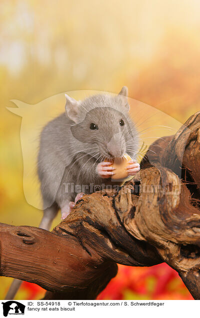 fancy rat eats biscuit / SS-54918