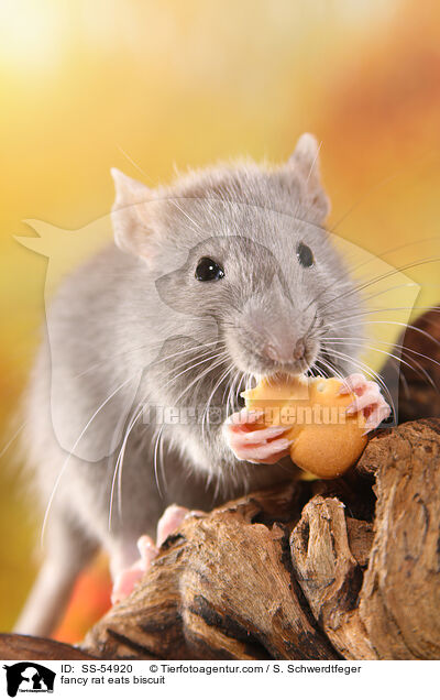Farbratte frisst Keks / fancy rat eats biscuit / SS-54920