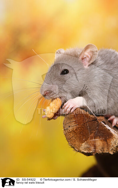 fancy rat eats biscuit / SS-54922