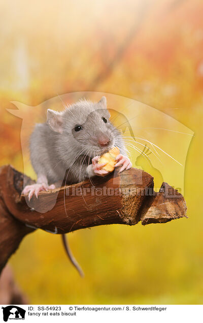 fancy rat eats biscuit / SS-54923