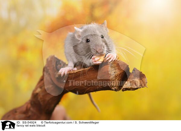 Farbratte frisst Keks / fancy rat eats biscuit / SS-54924