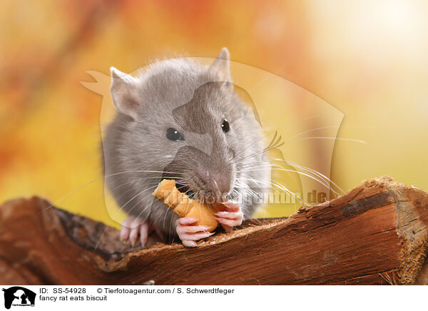 fancy rat eats biscuit / SS-54928