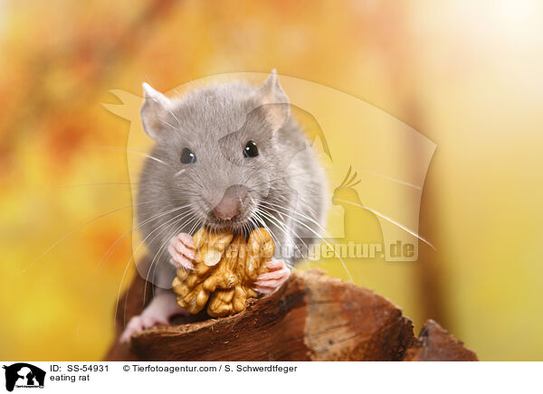 fressende Ratte / eating rat / SS-54931